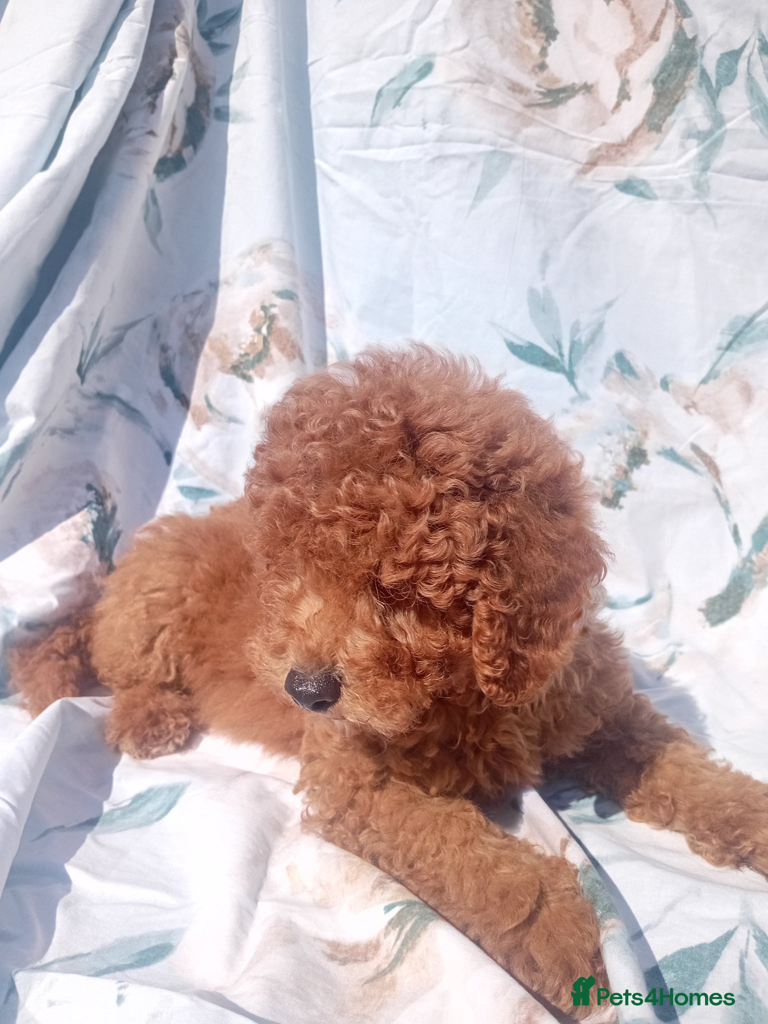 Miniature Poodle dogs Miniature poodle fox red last boy - Advert 3