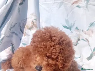 Miniature Poodle dogs Miniature poodle fox red last boy - Advert 3