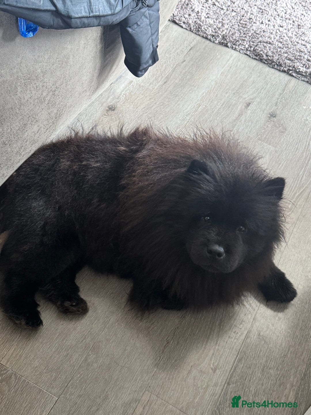 Chow Chow dogs for sale: 2 Year Old Chow Chow - Image 1
