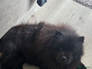 Chow Chow dogs - Advert 10