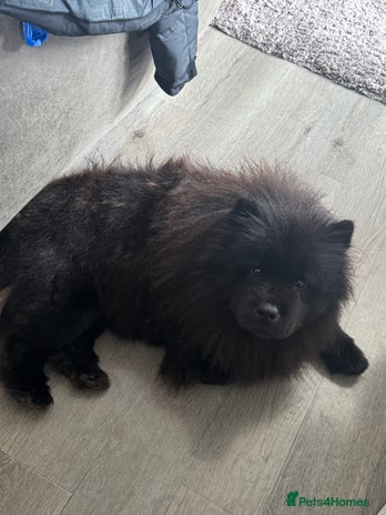 Chow Chow dogs - Advert 10