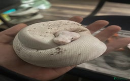Python Snake reptiles for sale: Two Juvenile Ball Pythons + Vivarium Setup - Image 1