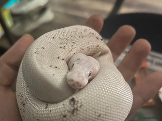 Python Snake reptiles - Advert 10