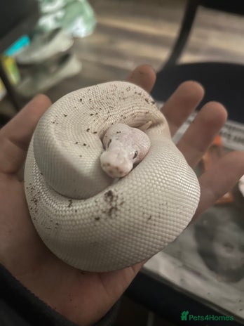 Python Snake reptiles - Advert 1