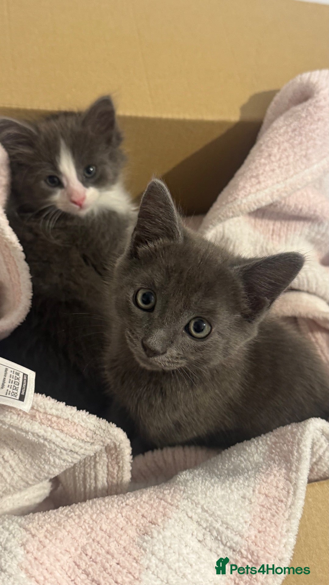 Mixed Breed cats Blue and Lloyd kittens for sale  - Advert 1