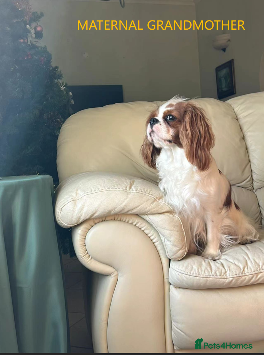 Cavalier King Charles Spaniel dogs for sale: Cavalier Pups – 0.10% COI, Health Tested, KC Reg - Image 12