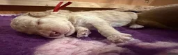 Labradoodle dogs for sale: Multigen labradoodle puppies - Advert 7