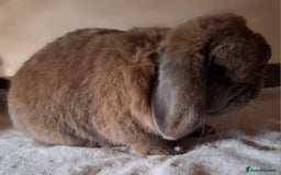 Mini Lop rabbits for sale: 2 x adult mini lop bucks - Image 3