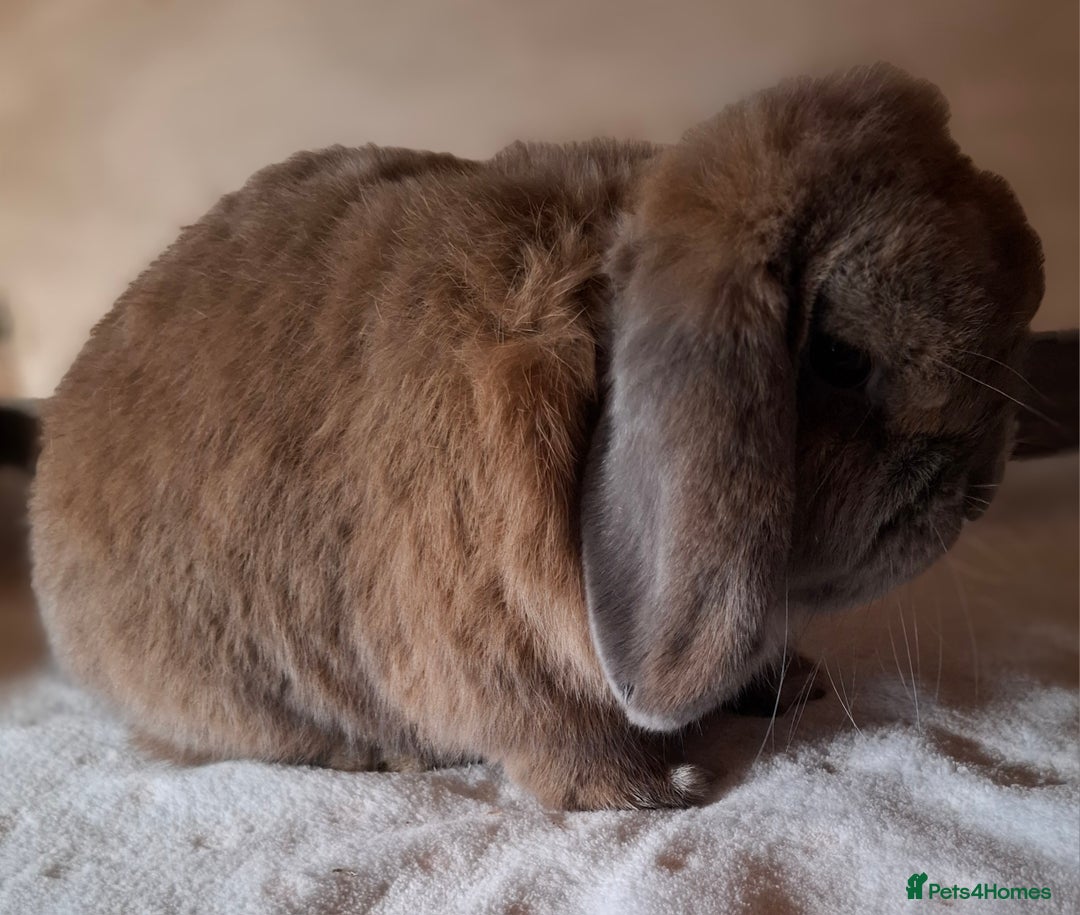 Mini Lop rabbits for sale: 2 x adult mini lop bucks - Image 3