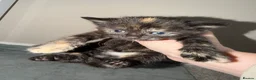Mixed Breed cats for sale: Lovely Litter Of Mixed Kittens in Hull - Advert 16