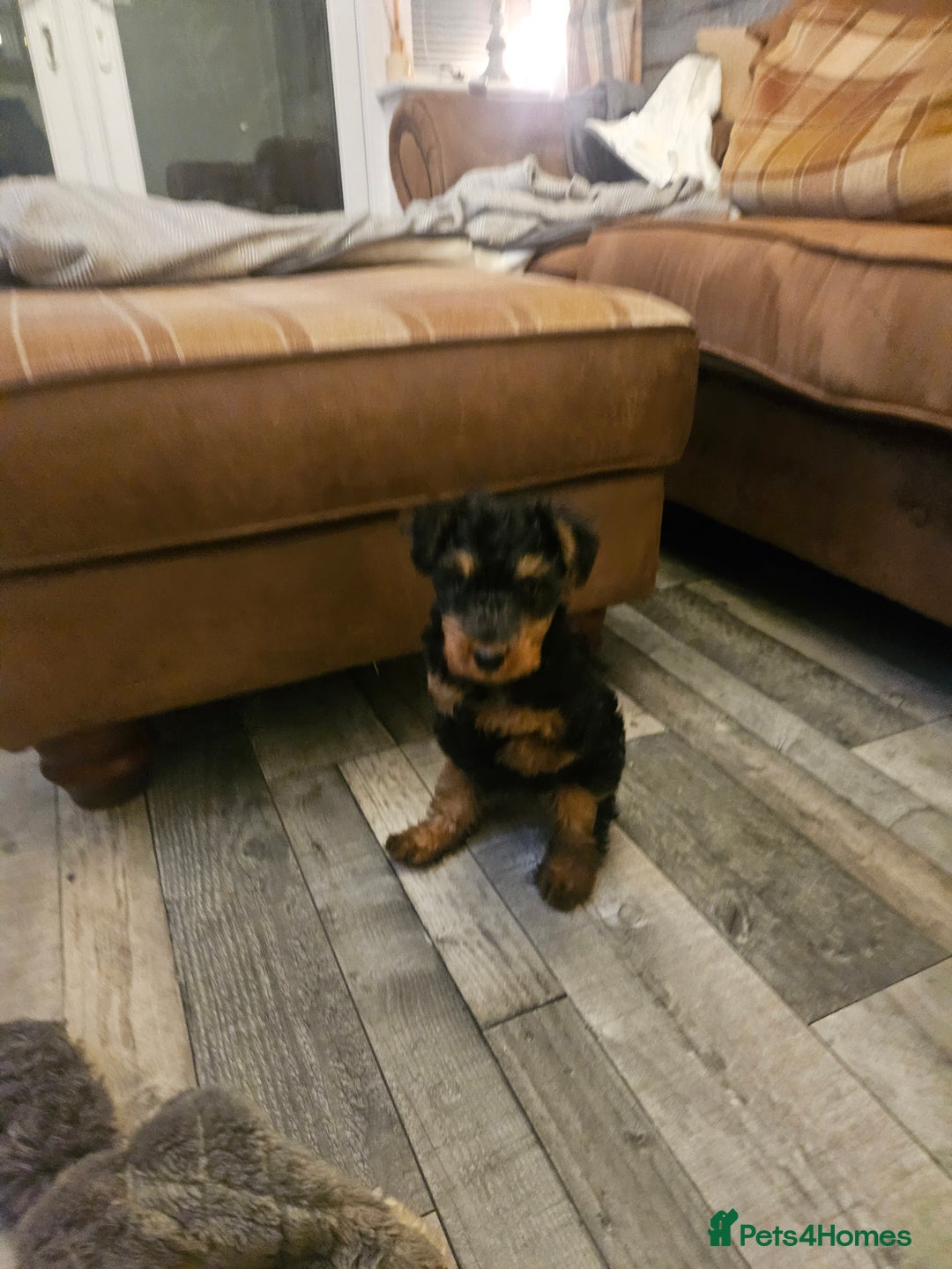 Welsh Terrier dogs for sale: Looking for the PERFECT home  - Advert 6