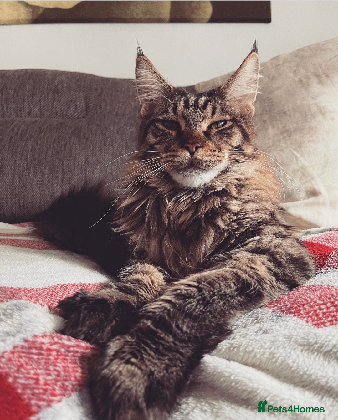 Maine Coon cats for sale: Maine coon boy 5 years old  - Advert 1