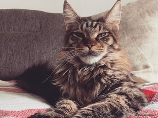 Maine Coon cats Maine coon boy 5 years old - Advert 1