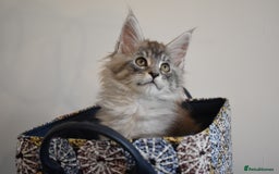 Maine Coon cats for sale: 💕💕💕5 Amazing Maine Coon kittens💕💕💕  - Image 8
