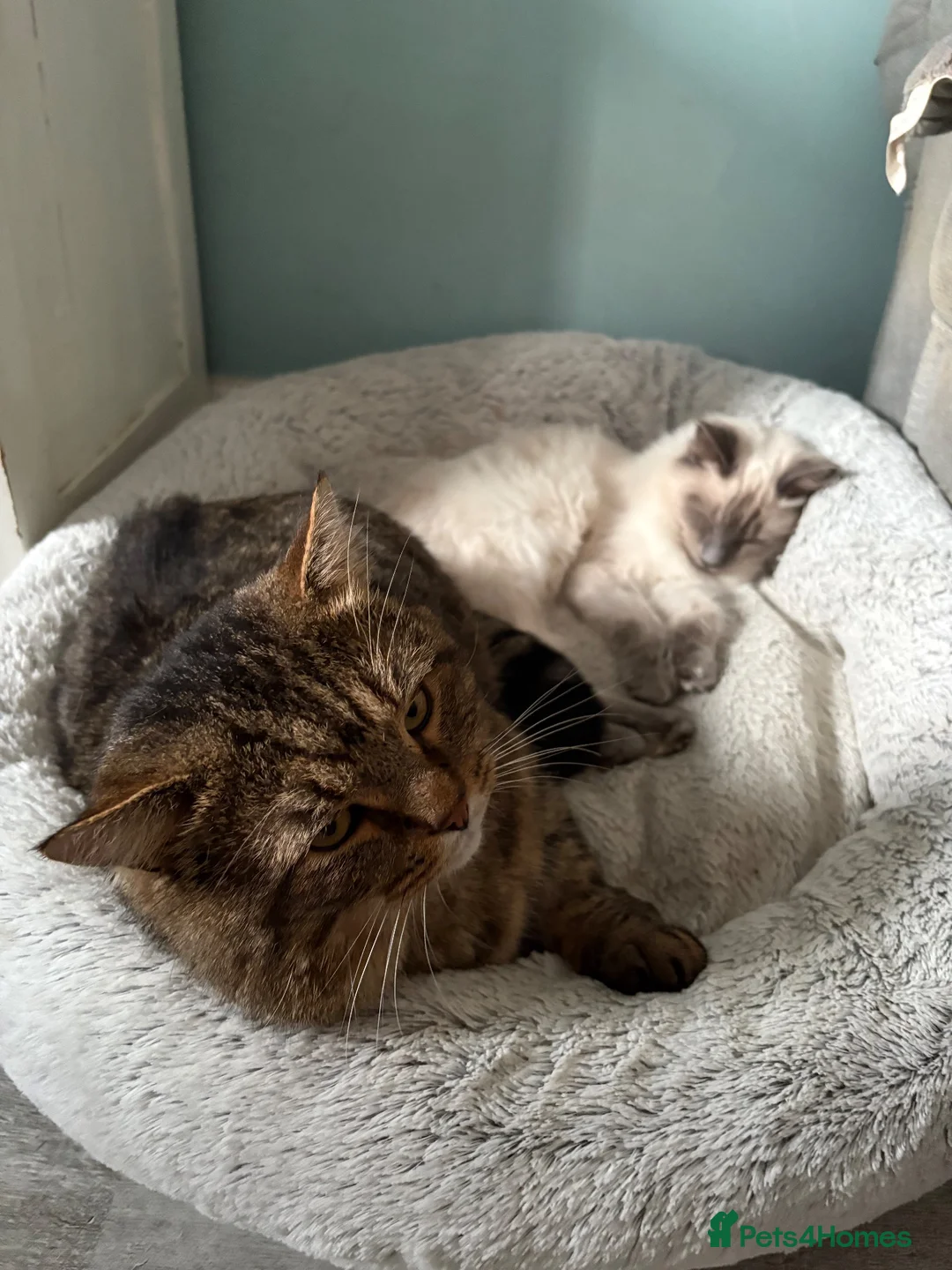 British Longhair cats for sale: British longhair for rehoming - Advert 3