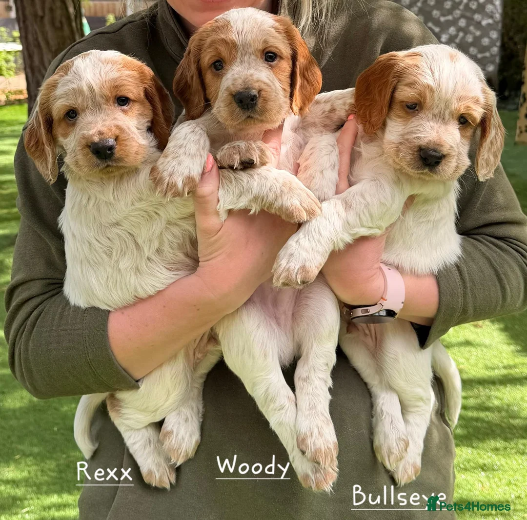Cocker Spaniel dogs for sale: Working Cocker Spaniel Puppies (3 BOYS) in Chesterfield - Advert 1
