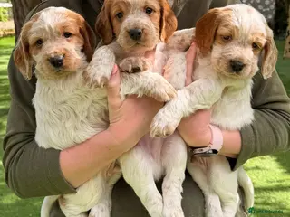 Cocker Spaniel dogs Working Cocker Spaniel Puppies (3 BOYS) - Advert 1