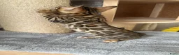 Bengal cats for sale: Bengal Kitten Boy (TICA Registered) - Advert 3