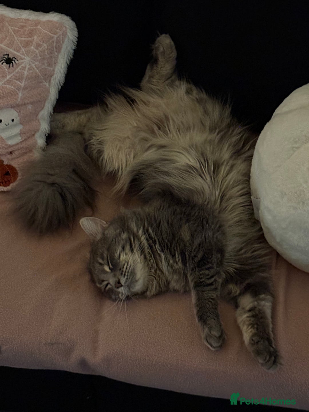 Maine Coon cats for sale: Domestic X Maine coon kittens - Image 5