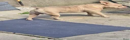American Bully dogs for sale: boy pocket bully for sale in Cardiff - Advert 6