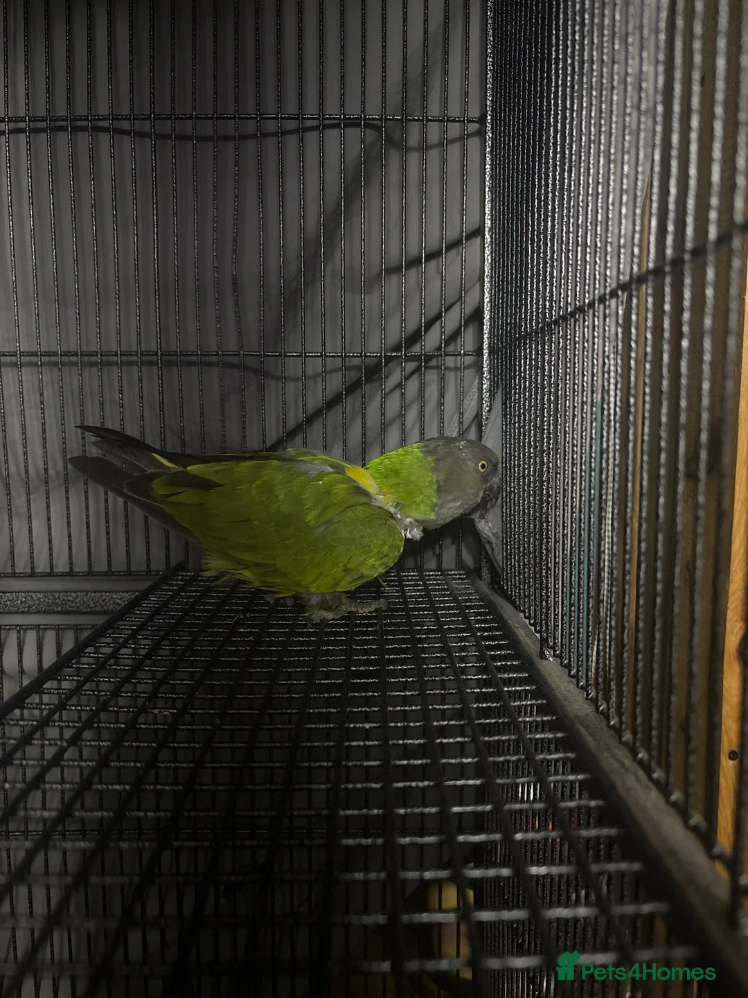 Parrots birds for sale: Breeding pair sadly for sale in Kington - Advert 3