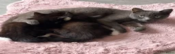 Mixed Breed cats for sale: 2 adorable female black & white kittens for sale  - Advert 5