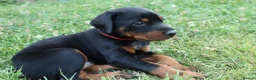 Dobermann dogs for sale: Quality European Dobermann Puppies - 2 Remaining - Advert 18