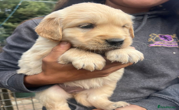 Golden Retriever dogs - Advert 15