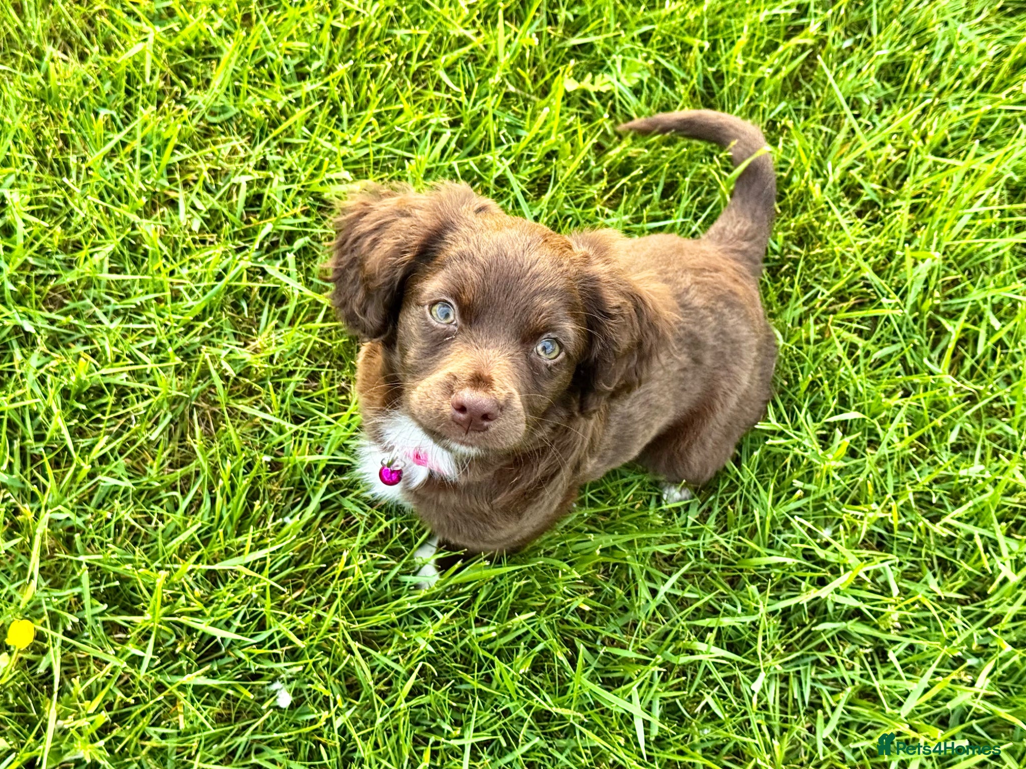 Mixed Breed dogs 2 girls left!! Cocker spaniel x chihuahua puppies - Advert 17