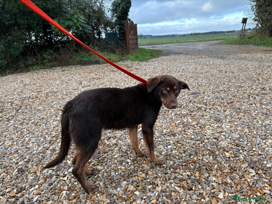 Mixed Breed dogs for adoption: Bruno - Norwich Norfolk  - Advert 8