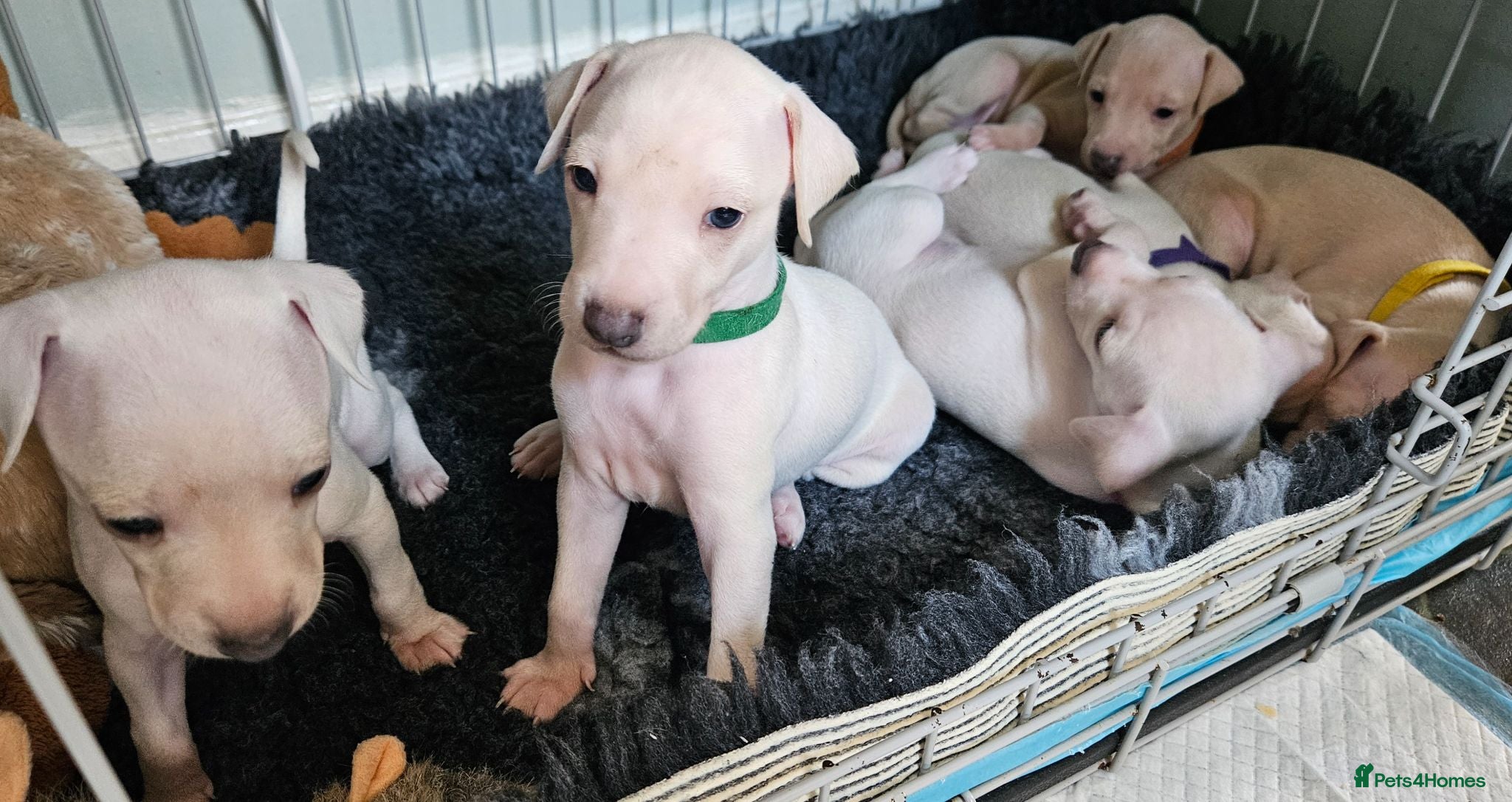 Italian Greyhound dogs KC Registered Cream Italian Greyhound Puppies - Advert 13
