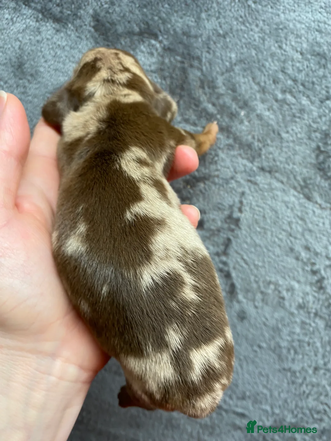 Miniature Dachshund dogs for stud: 🍦ALPHA mini cream Int/Int pied Smooth dachshund ! in Mexborough - Advert 33