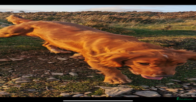 Cockapoo dogs - Advert 16