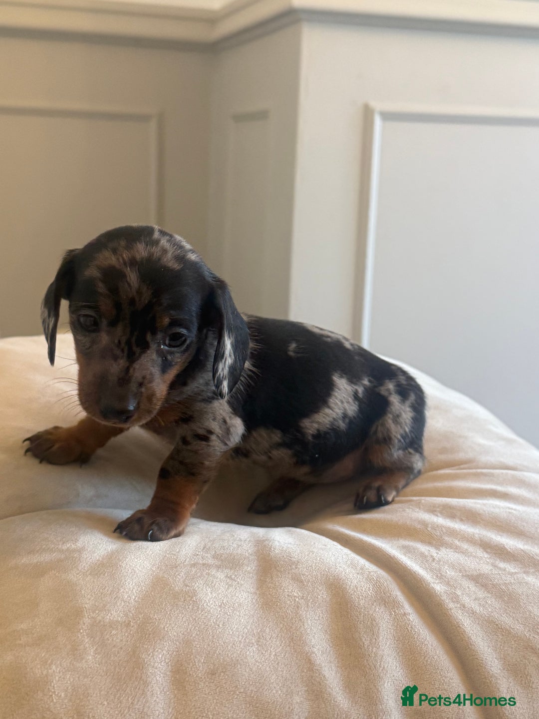 Miniature Dachshund dogs for sale: Miniture dachshund puppy’s  - Image 5