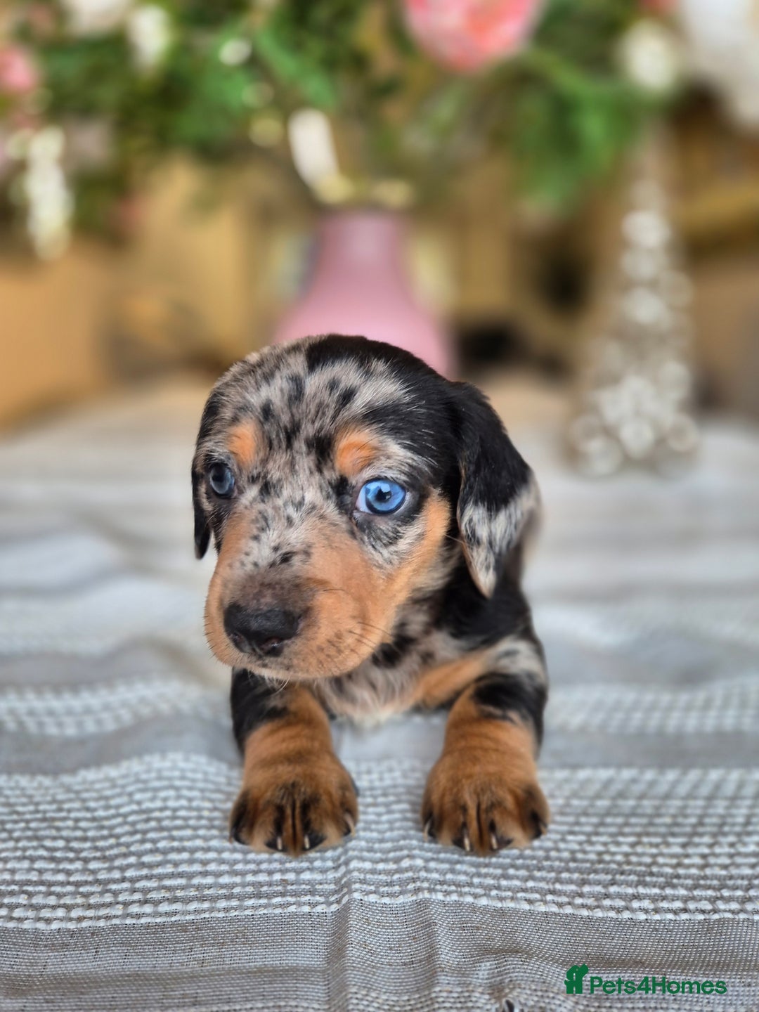 Dachshund dogs for sale: 💙Miniature Dachshund puppies! First litter!🩷  - Advert 39