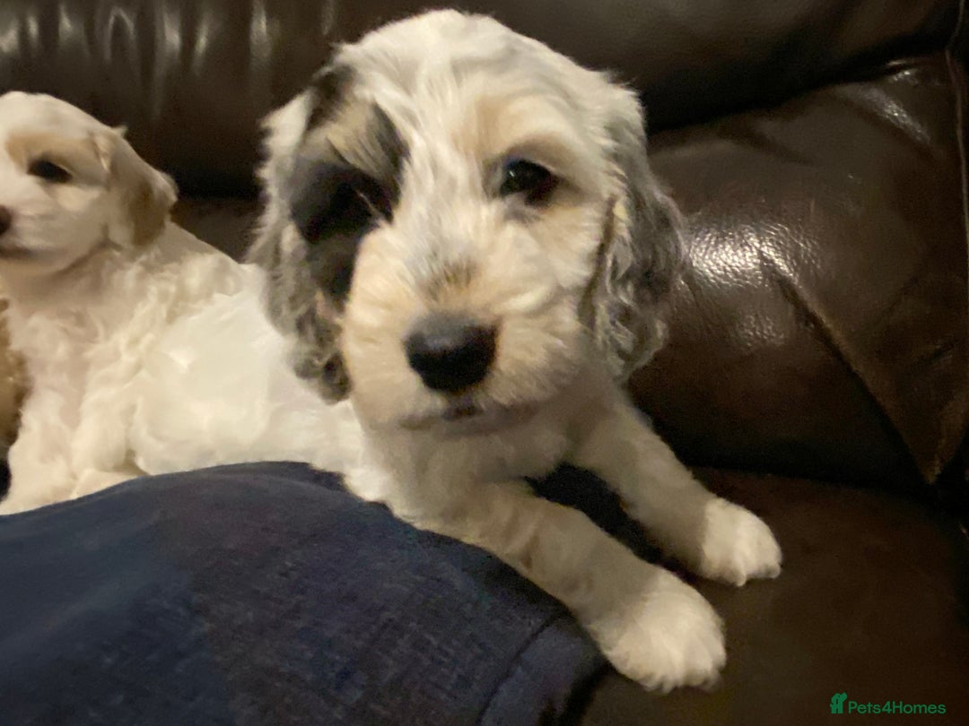 Cockapoo dogs for sale: Beautiful cockapoo puppy’s  - Image 25