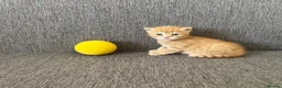 British Shorthair cats for sale: Living Unicorn: ginger female kittens - Advert 16