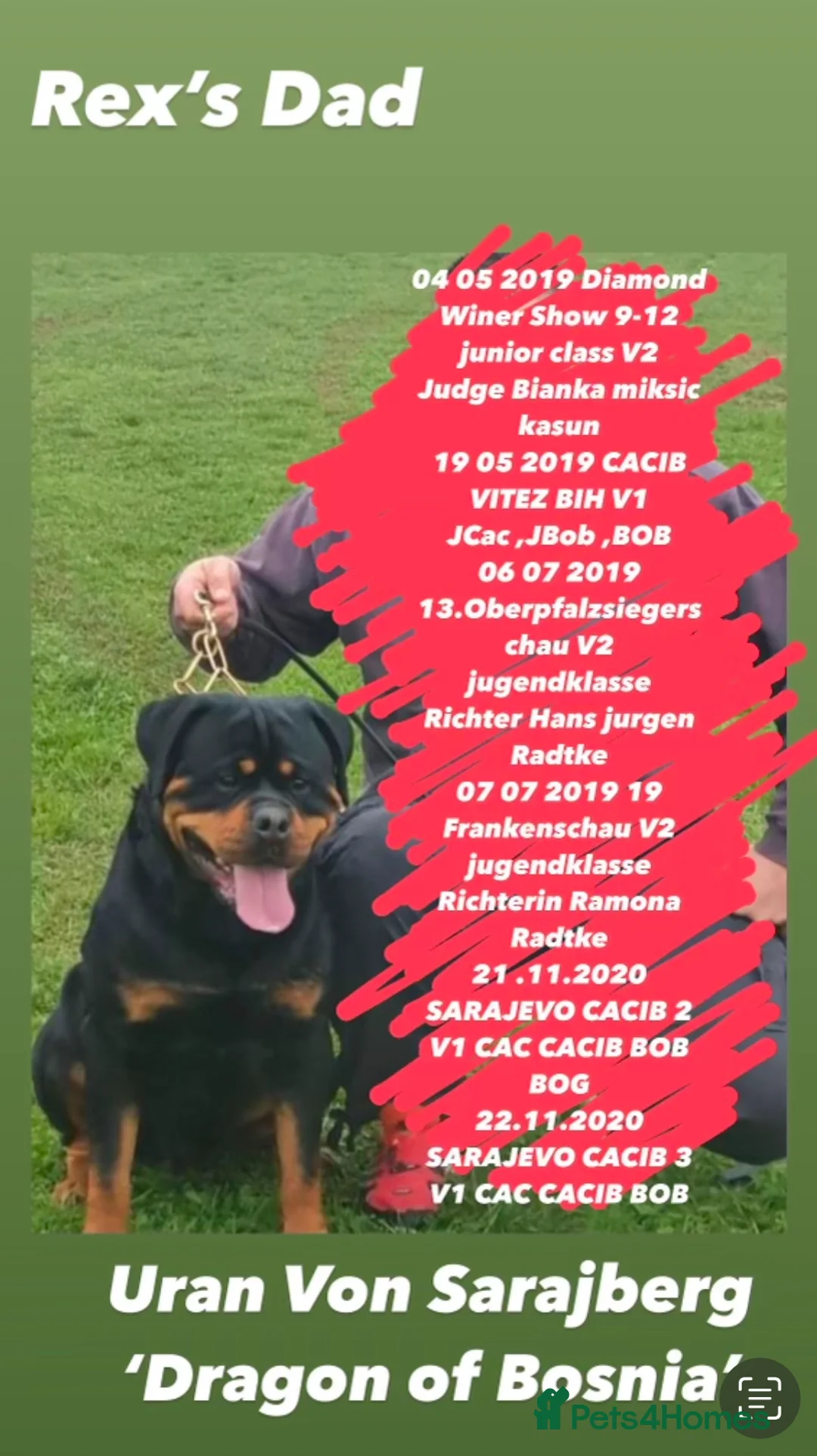 Rottweiler dogs for stud: 22 champions kc Rottweiler stud  in Romford - Advert 6