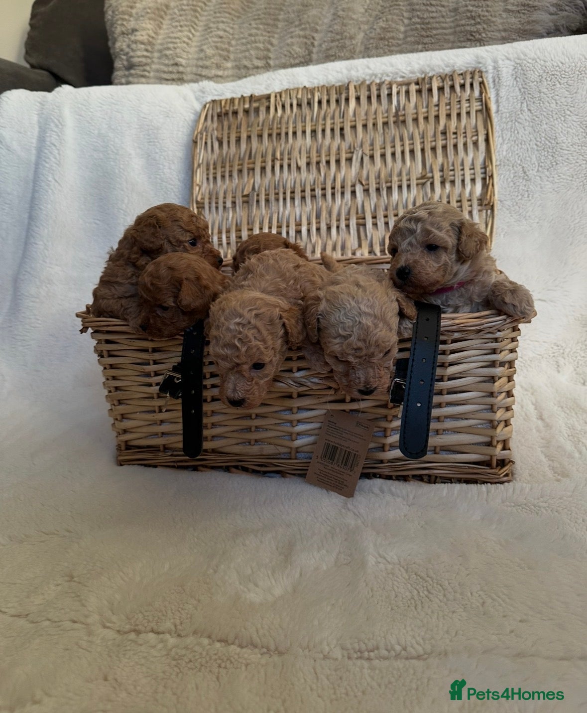 Poochon dogs Toy poochon - Advert 17