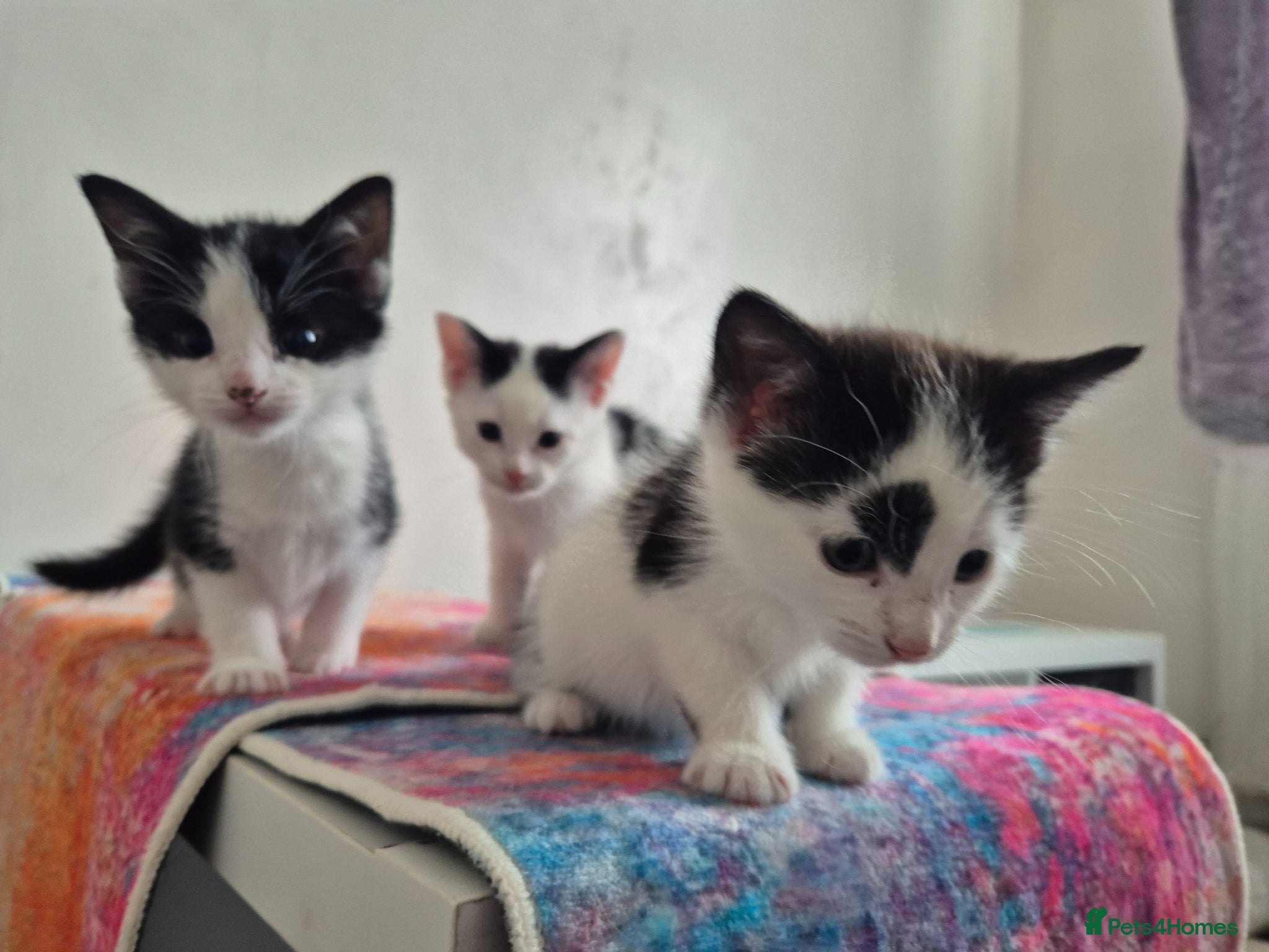 British Shorthair cats Tuxedo/Harlequin Kittens (4boys & 4girls) - Advert 6
