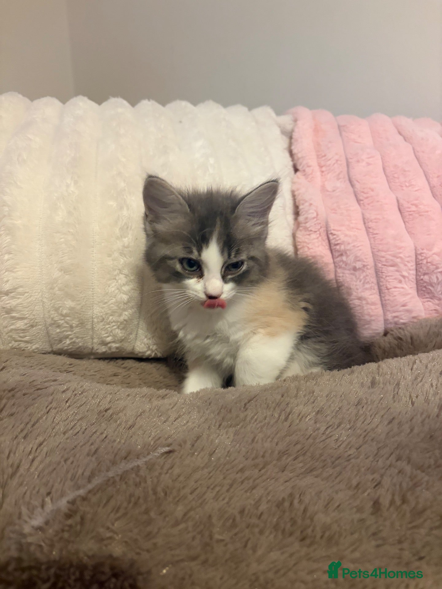 Ragdoll cats Ragdoll Hybrids (Norwegian Forest 25%) - Advert 16