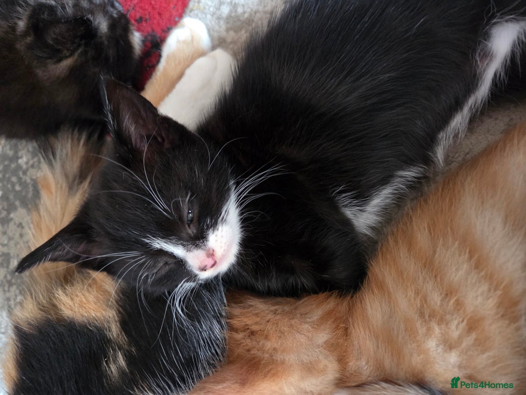 Mixed Breed cats for sale: Kittens ready 26th Aug - Image 4