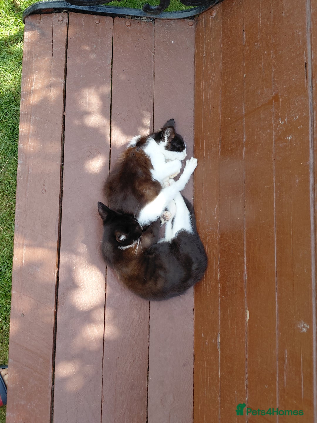 Mixed Breed cats for sale: Gorgeous kittens for sale  - Image 1