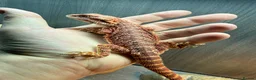 Bearded Dragon reptiles for sale: Bearded Dragons juvenile  - Advert 5