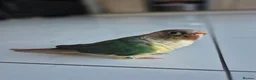 Conures birds for sale: Cinnamon green cheeked conure in Horley - Advert 3