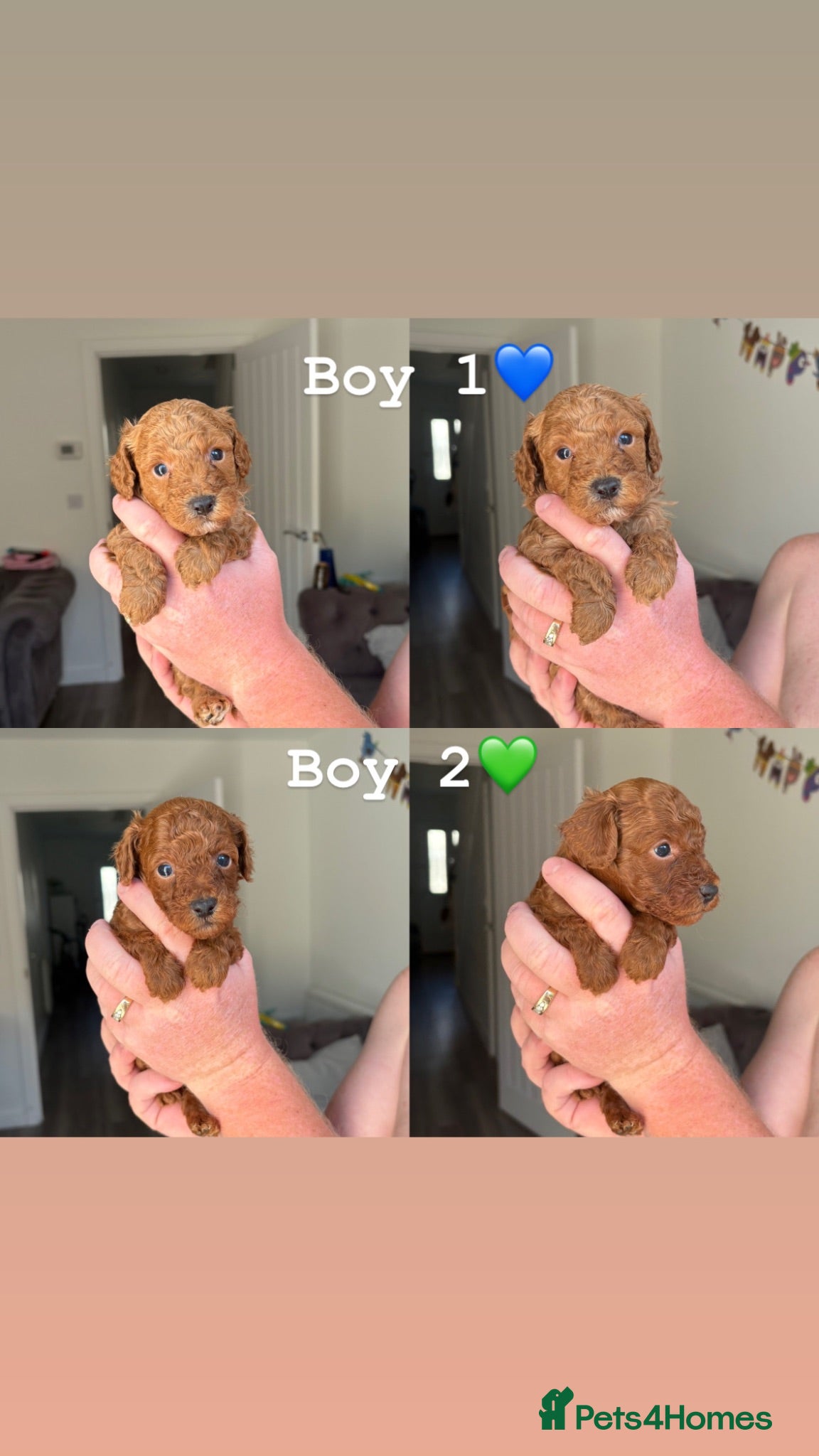 Toy Poodle dogs Red toy poodles ❤️ - Advert 8