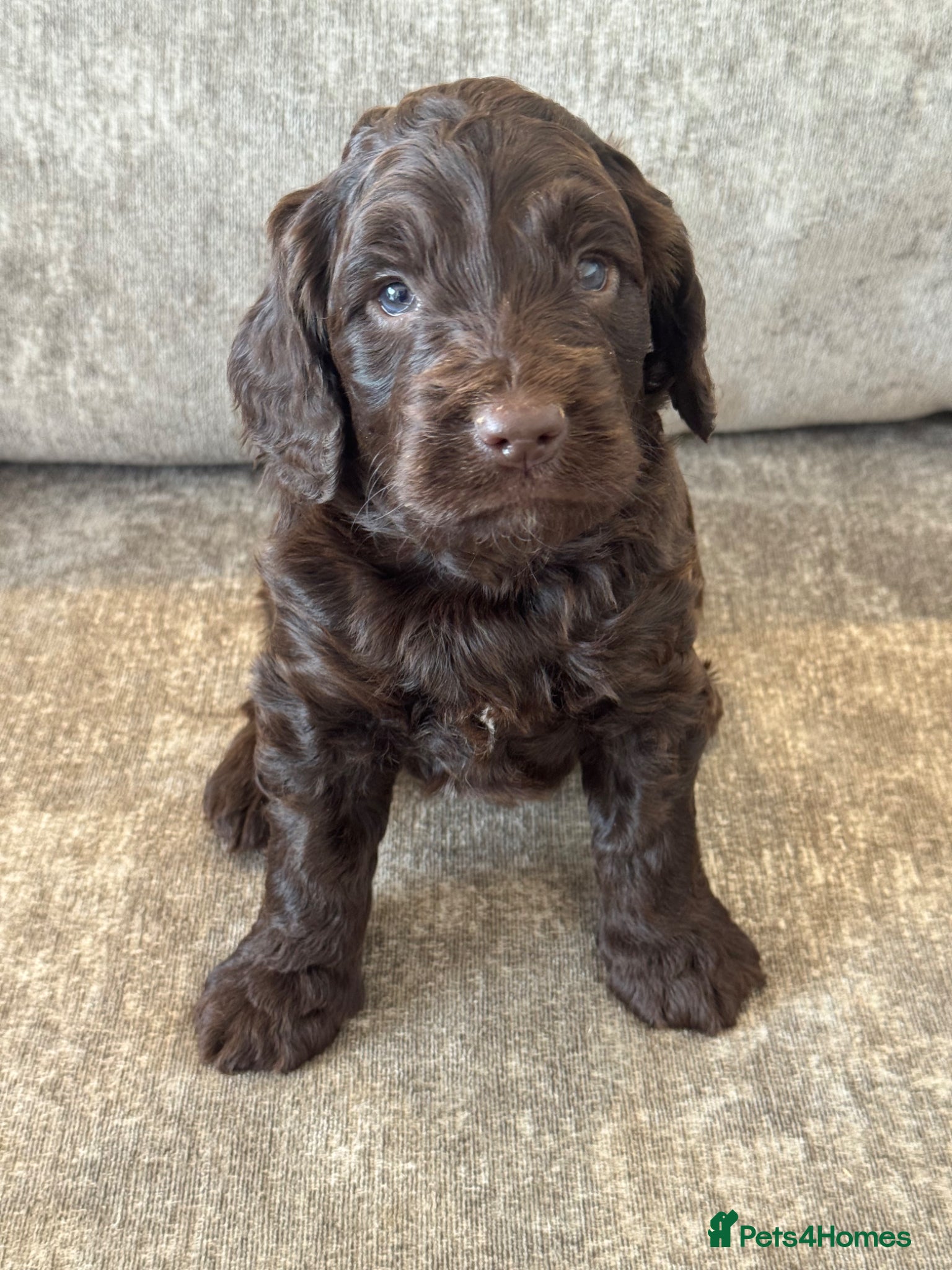 Cockapoo dogs MERL & CHOCOLATE F1COCKERPOOS HEALTH TESTED PARENT - Advert 1