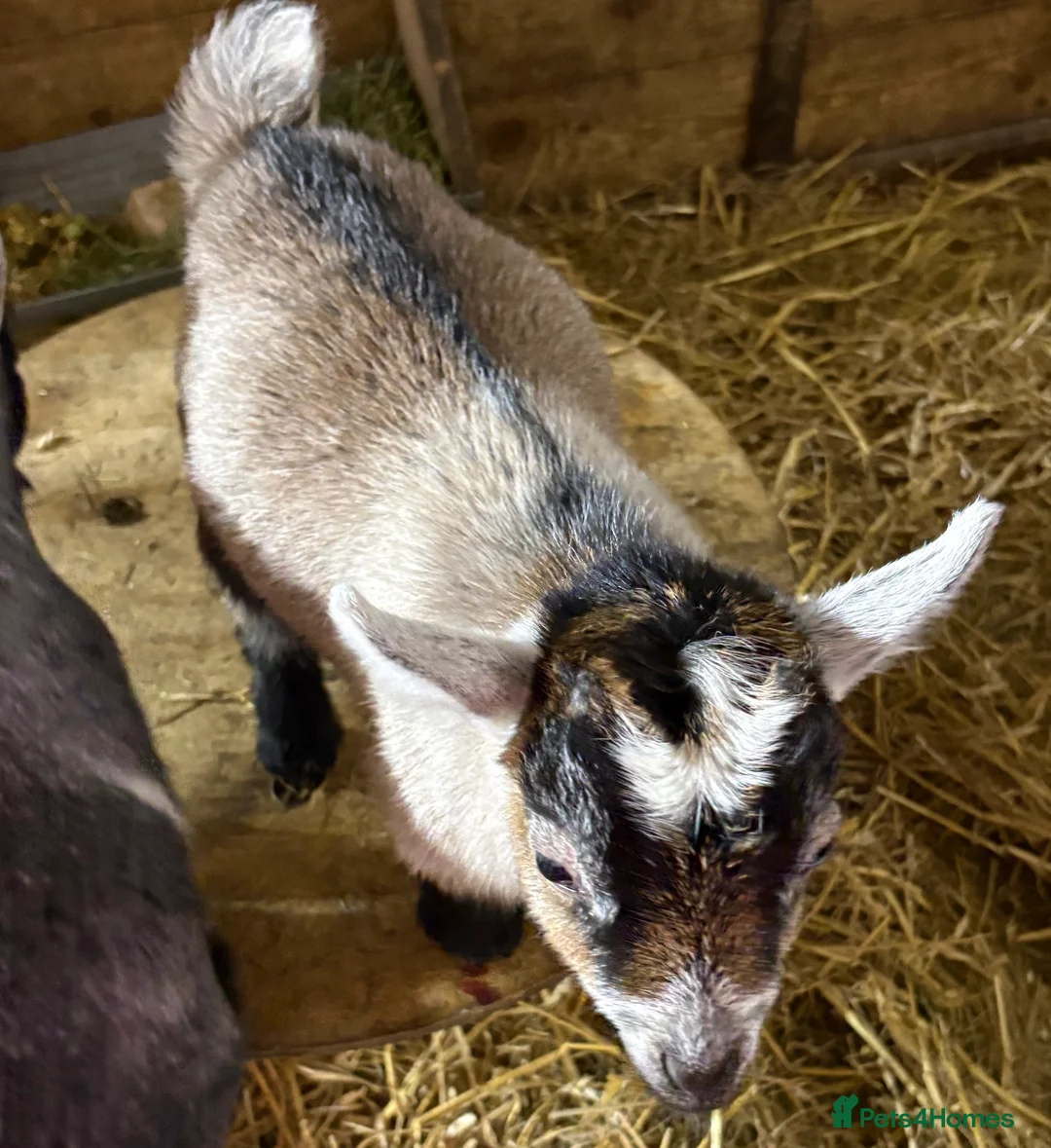 Goats livestock for sale: Very Friendly Pygmy Goat Wethers - Advert 5