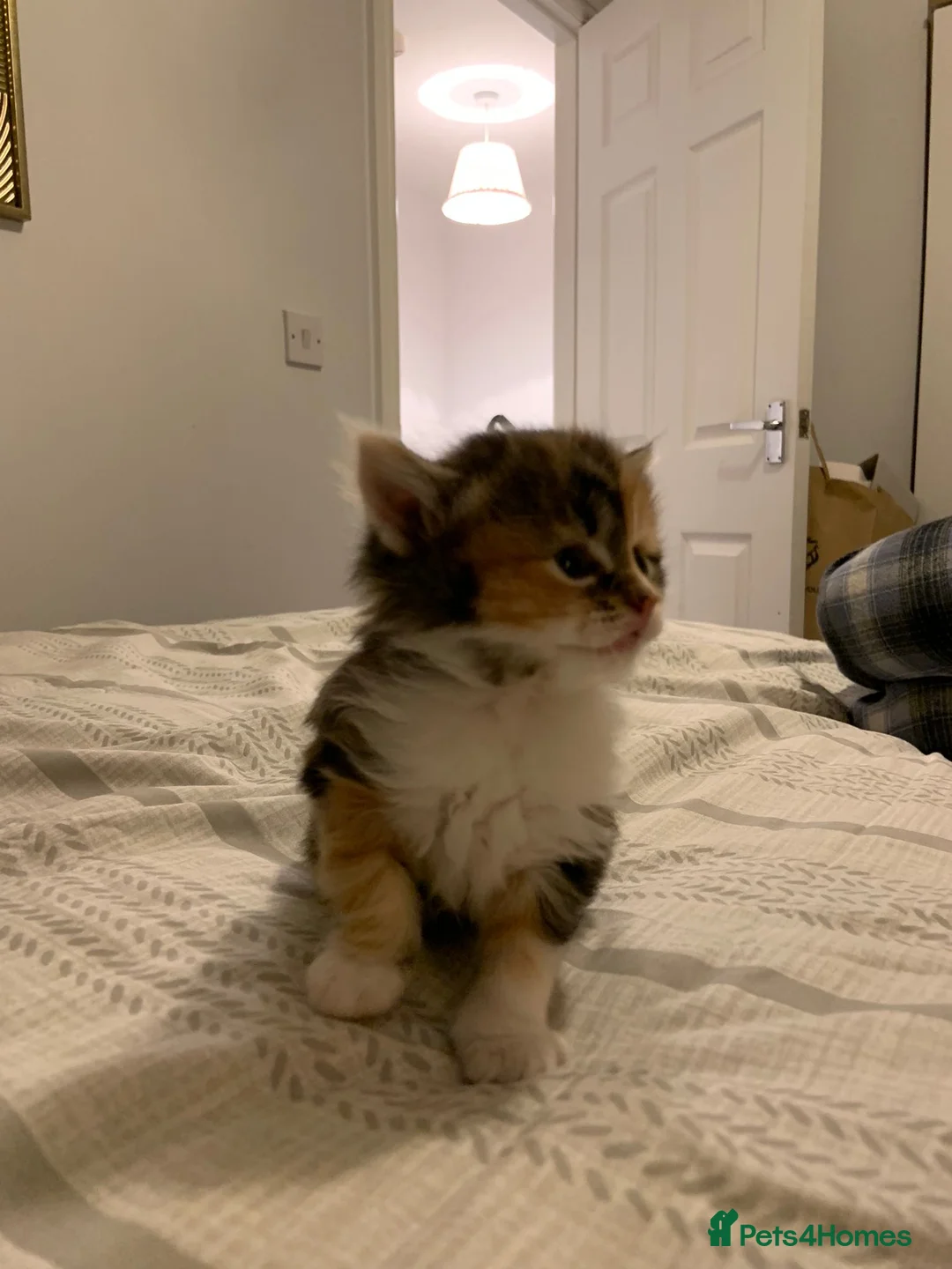 Mixed Breed cats for sale: Beautiful Playful Kittens Ready for Loving Homes - Advert 12