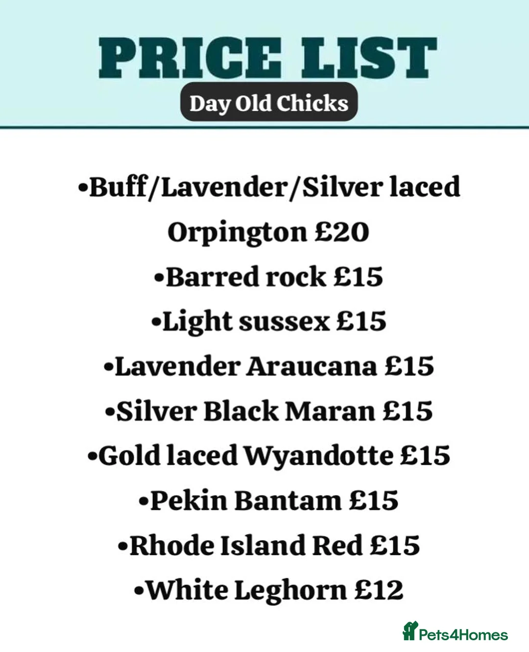 Chickens poultry for sale: Hybrid/Pure breed POL hens for sale! - Advert 6